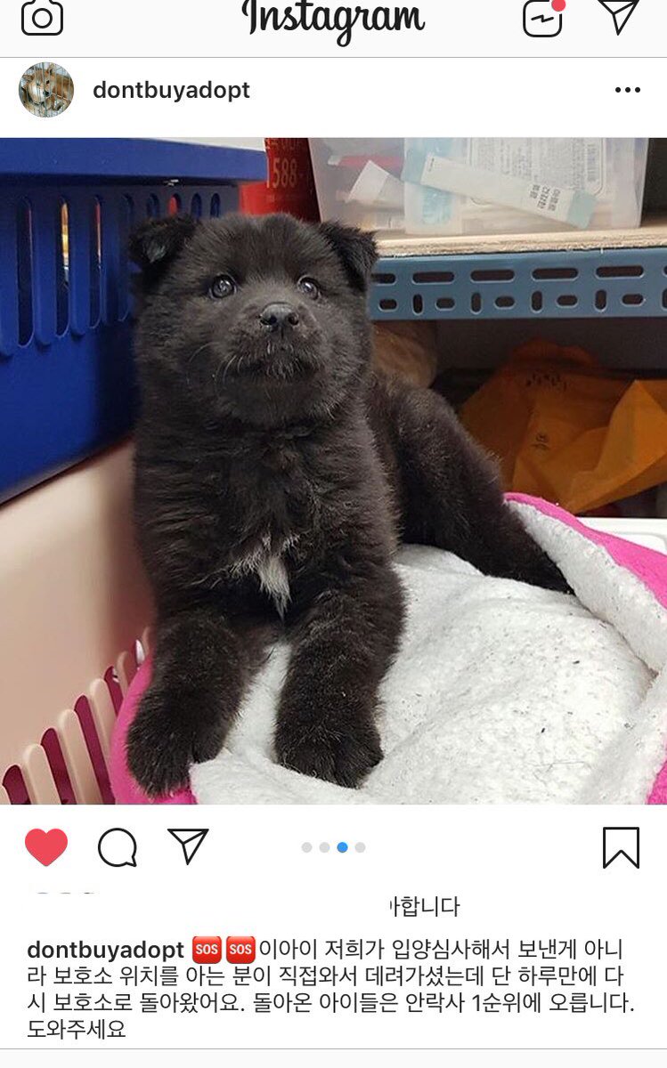 bokdolhihi's tweet photo. 입양..하루만에 다시 보호소로 오게 된 곰돌이 깜멍이 입니다. 아유 이뻐라...기도하는 마음으로 이 깜멍이가 부디... 부디... 기도하며 올려봅니다. 부디..... 
https://t.co/5VteaPujiu https://t.co/HfUL7jrGjg
