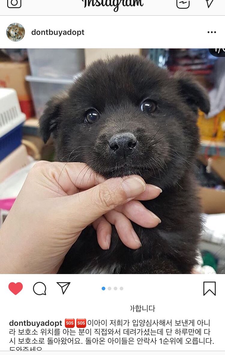bokdolhihi's tweet photo. 입양..하루만에 다시 보호소로 오게 된 곰돌이 깜멍이 입니다. 아유 이뻐라...기도하는 마음으로 이 깜멍이가 부디... 부디... 기도하며 올려봅니다. 부디..... 
https://t.co/5VteaPujiu https://t.co/HfUL7jrGjg