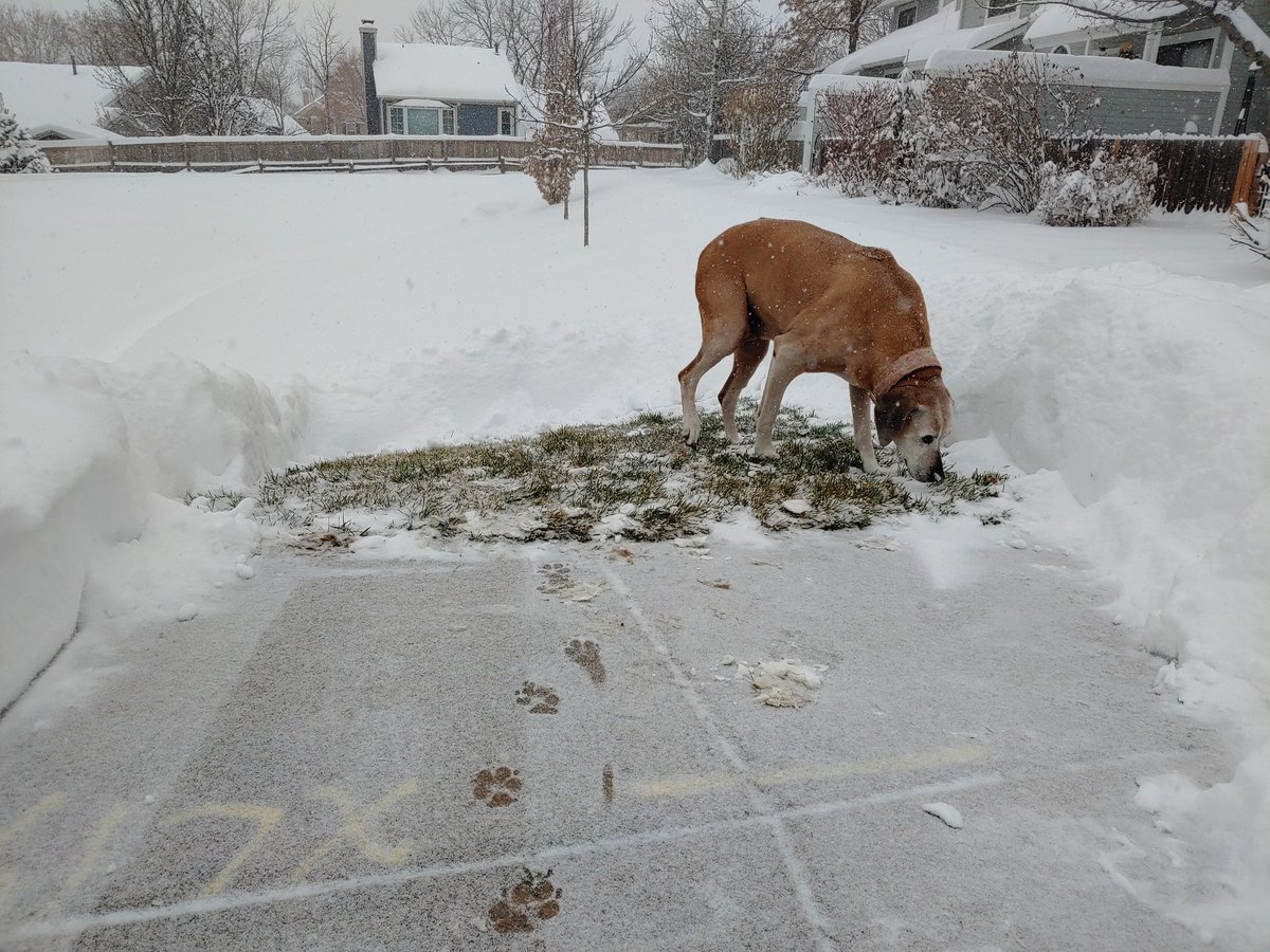Original_GESHBA's tweet photo. Me: I need to go potty, Daddy.
Daddy: ... Ok
Me: <waiting patiently>
D: <ten min later> C'mon, G. Let's go outside.
Me: thank you daddy.
#snowstorm #Snowmageddon #snowpocalypse2019 #WhenYouGottaGo #DaddyNeedsToShovelABiggerPatchFromTheYard https://t.co/JpmZANCvvp