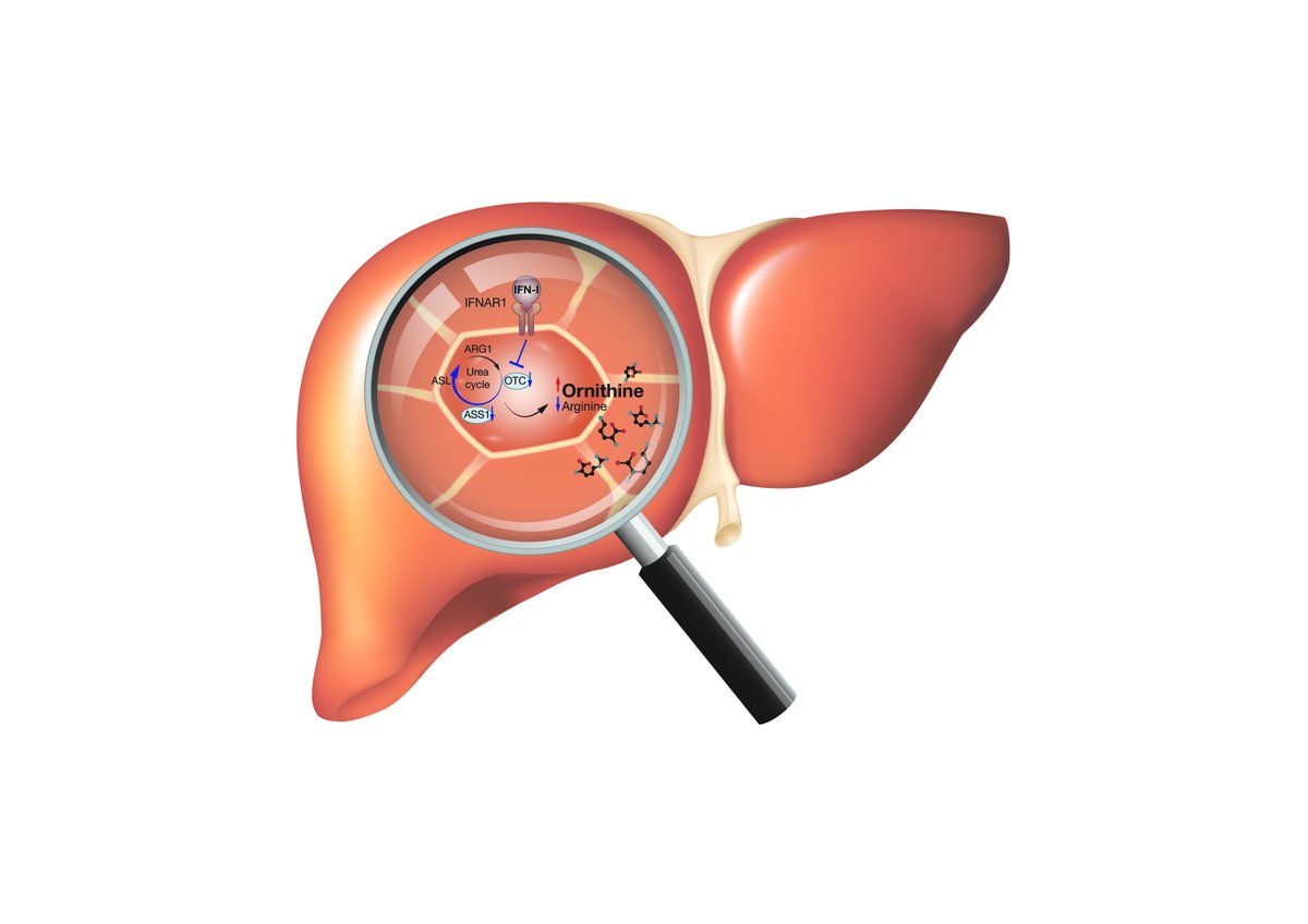Alexander Lercher &amp; colleagues at Andreas Bergthaler’s Group at <a href="/CeMM_News/">CeMM</a> have identified a key mechanism for how antiviral immune responses reprogram liver metabolism in a recent study published in <a href="/ImmunityCP/">Immunity</a>. Read the press release: bit.ly/2OoSkYK #LiverMetabolism