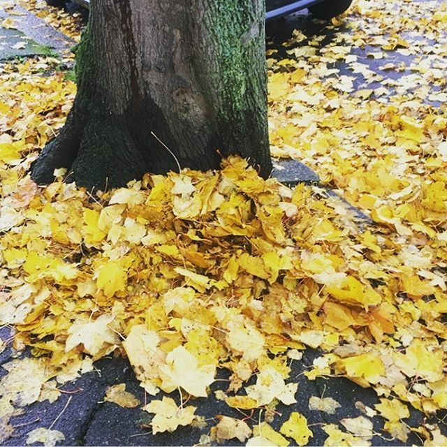 All the leaves are (not) brown. 🍂🍁🌞 #autumn ift.tt/2OJO7hb