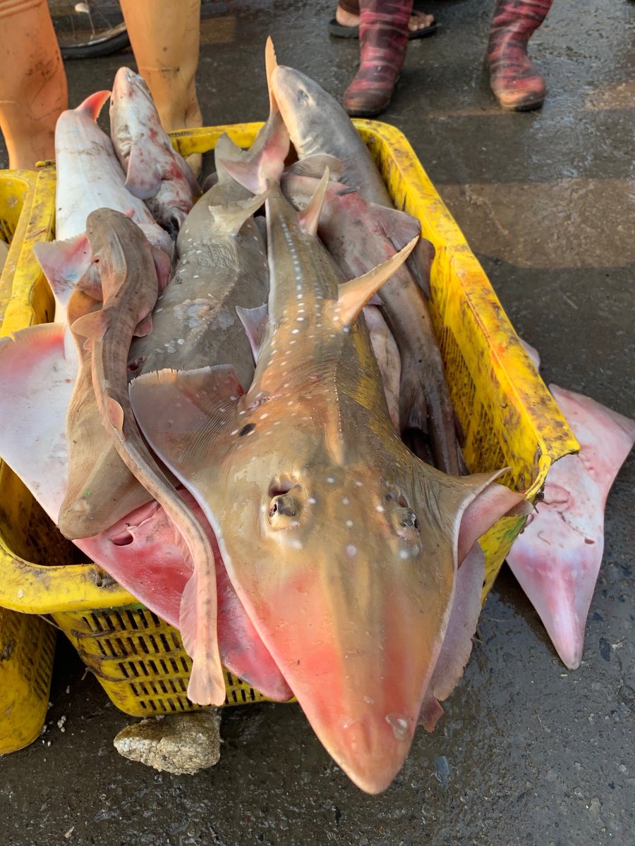 All <a href="/CITES/">CITES</a> listings for 18 spp of wedgefish guitarfish + mako sharks enter into force today! Huge efforts needed to implement, with RFMO's such as #ICCAT this wk allowing continued unsustainable mako catch+huge wedgefish catch in tropical costal fisheries preview.tinyurl.com/vqw6qo5