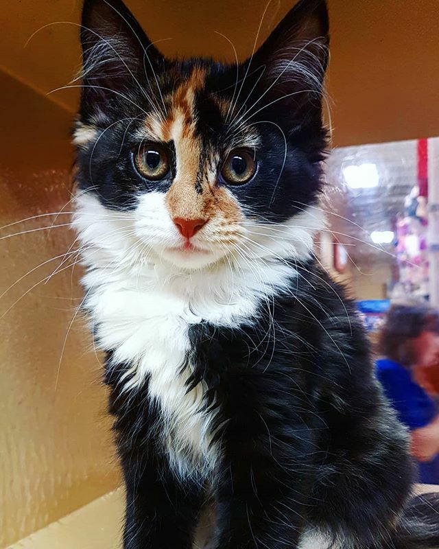 Adoption spotlight! Meet Swallowtail, she is waiting to find a family to call her own before the holidays <a href="/PetSmart/">PetSmart</a> on Stavanger! Is this the new best friend you have been waiting for?

#PicMe #yyt #newfoundland @spcastjohns #kittenstagram #kittensofinst… ift.tt/33nMHOH