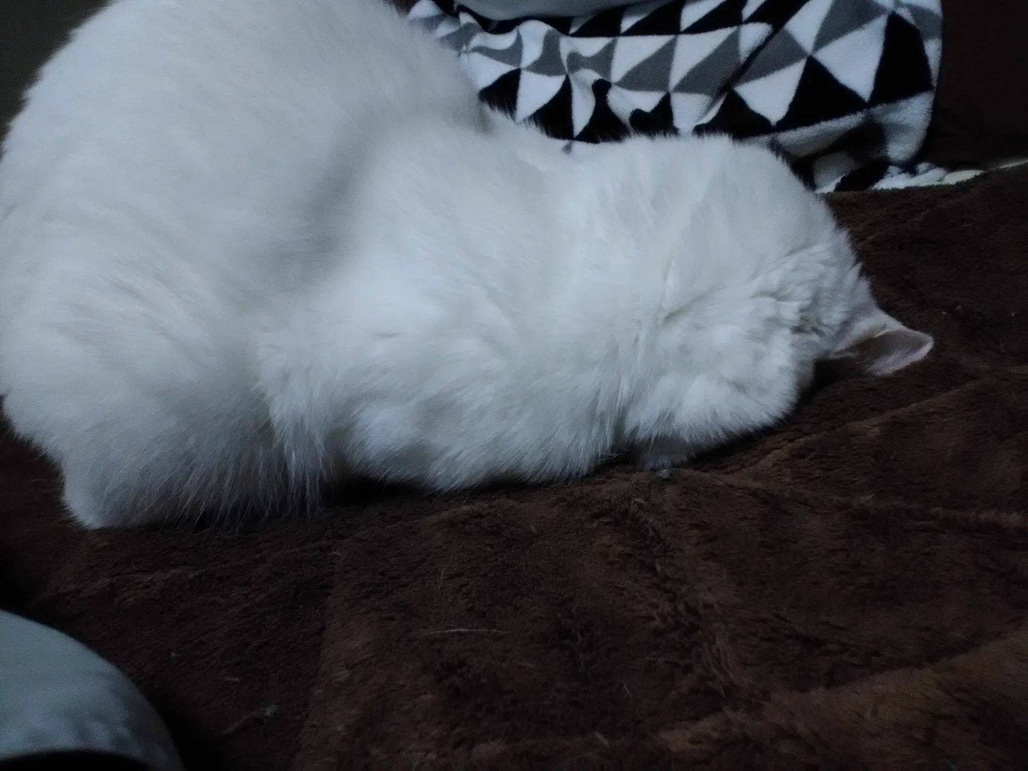 @marinamiries うちの子のごめん寝も、どうぞ 