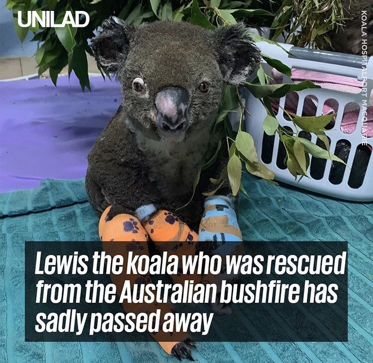 We have to continue the good work that we are currently doing to try &amp; reduce the climate change effects which continue to destroy our world that we live &amp; love 🌍... it was too late for this little guy who got caught up in a bush fire last week 🐨 

RIP Lewis ❤️