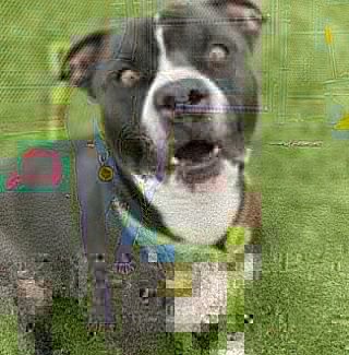 KarenSConniff's tweet image. #Armad #CLE #OH #ADOPT #FOSTER Armad is confident and enjoys attention with pets and treats. He's a strong boy who walks nicely harnessed and loose leash at times. He's a leader who likes to explore his surroundings. He's treat motivated. E-mail citydogs@city.cleveland.oh.us