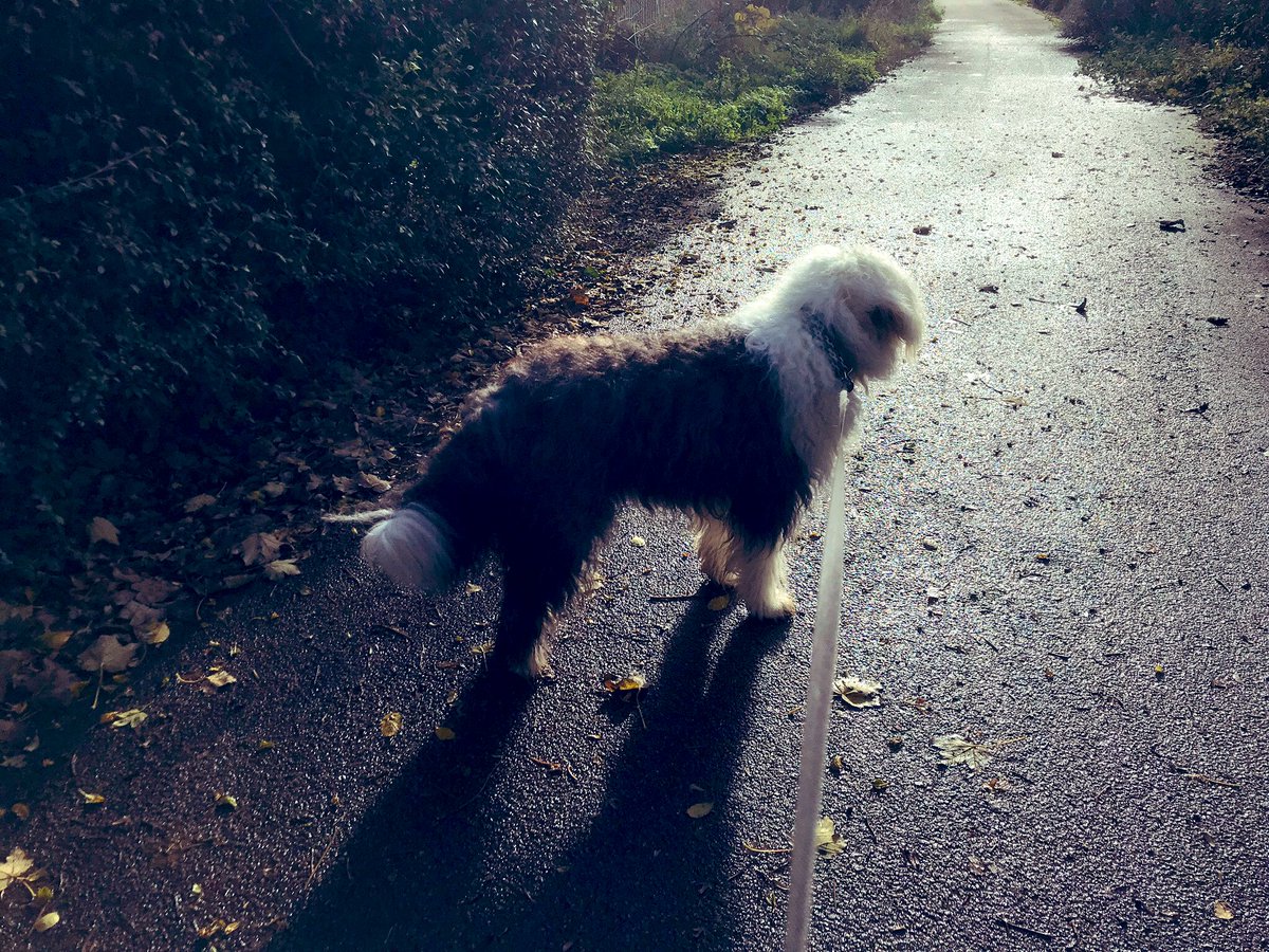 caniscausa's tweet image. After the rain. #Novemberdays