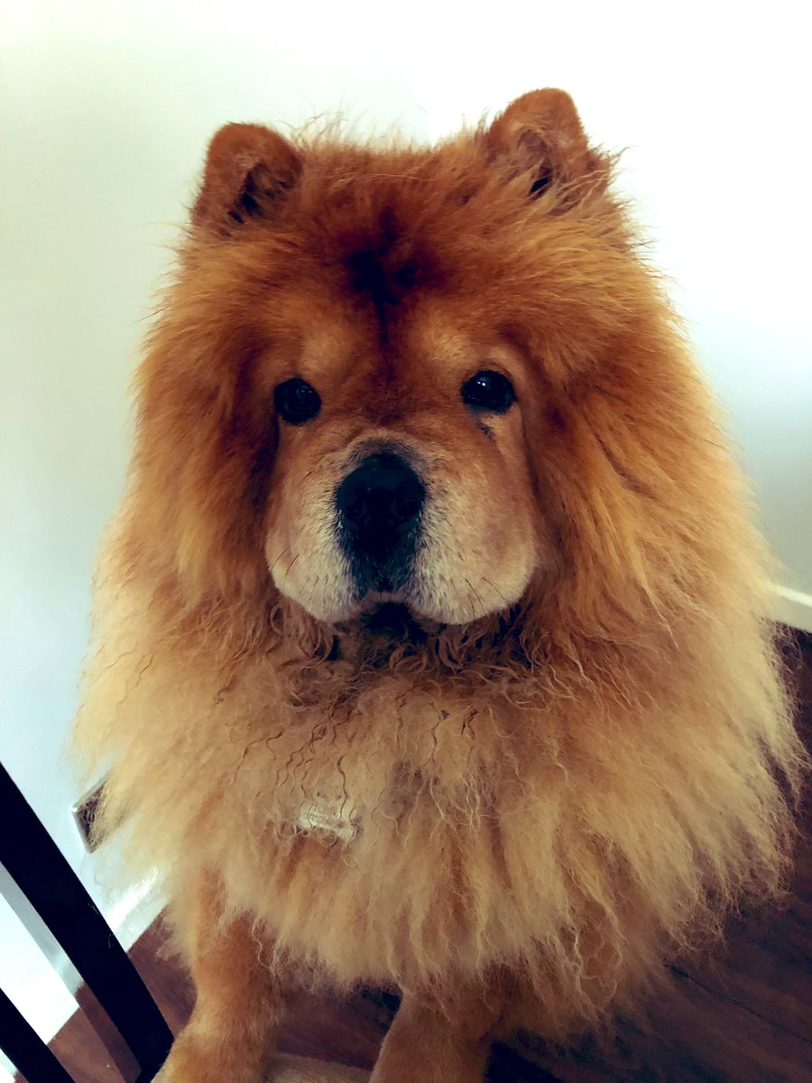 meg_j_boyle's tweet image. Working from home today, nanny has little B for the day. But now my fur baby is demanding all my attention! 🦁

#chow #chowchow #chowsoftwitter #furbaby #LionKing #lion