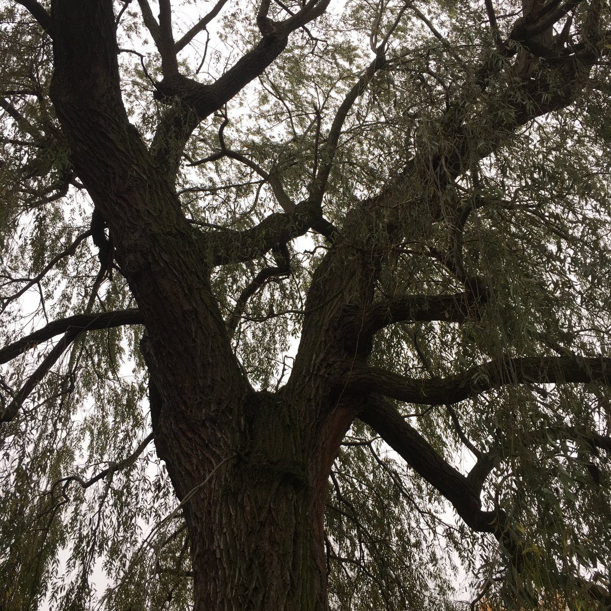 Of the willow: you may cut withies at any mild and gentle season, between leaf and leaf, even in Winter; but the most congruous time both to plant and to cut them is about the new moon and first open weather of the early spring. #NationalTreeWeek #PlantATree #TreeAngel