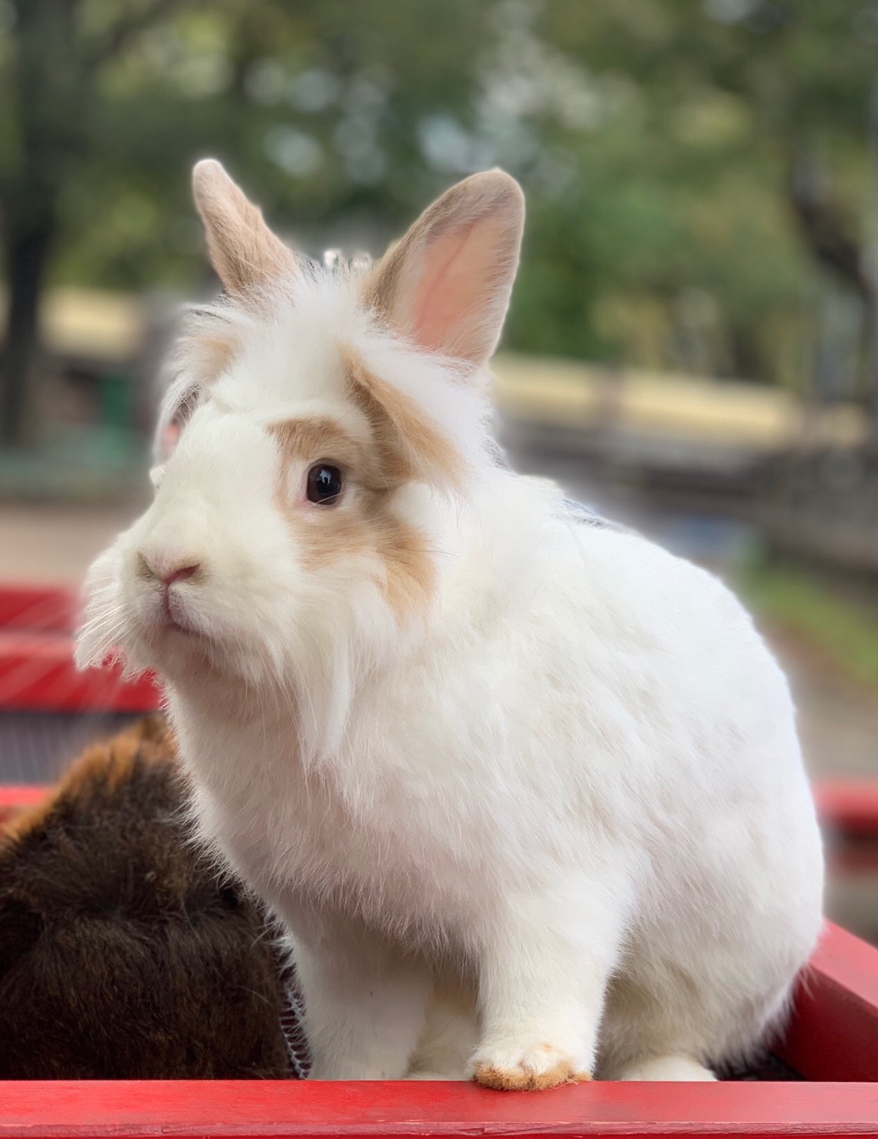 埼玉県こども動物自然公園 公式 かっこいいウサギ T Co Azlhfmyr4f Twitter