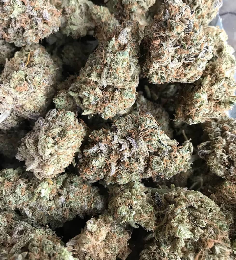 NugDatabase's tweet photo. Strain of the day: #SeniStar! ☀️🌿🌠Although #indica-dominant, this #strain retains a complex #high that warps both #body and #soul.

https://t.co/KJn6zz9l1U

(Click on #parental-strains to see related #strains!)

#Cannabis #StrainOfTheDay #420Fam #NugDatabase🌲🔥😎💨 https://t.co/Rvh6lDHZrh