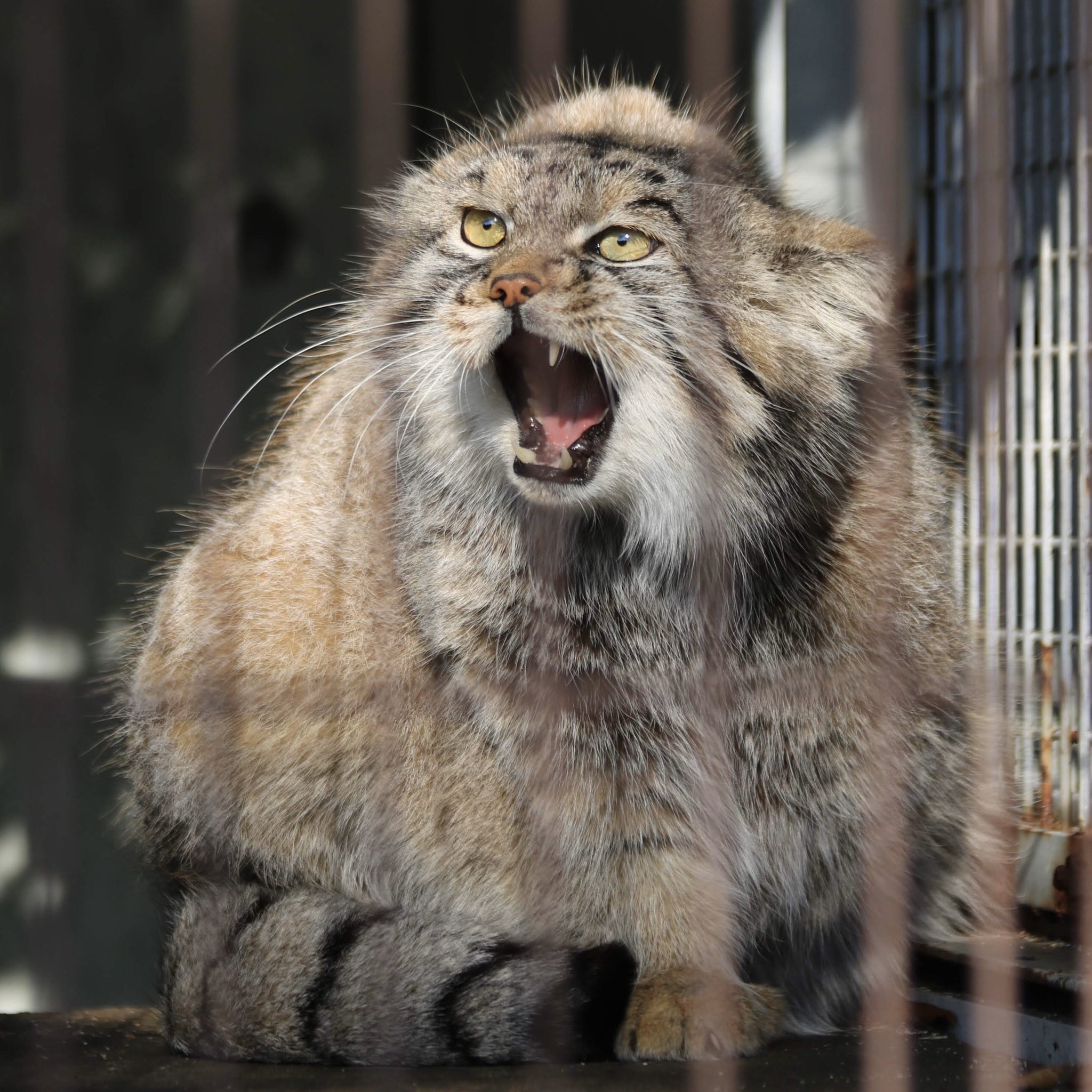 Yostak あくびするレフくんのかわいいこと 変顔からのキリッとした顔がたまらない マヌルネコ レフ 東山動植物園 T Co Sr6332jrkn Twitter
