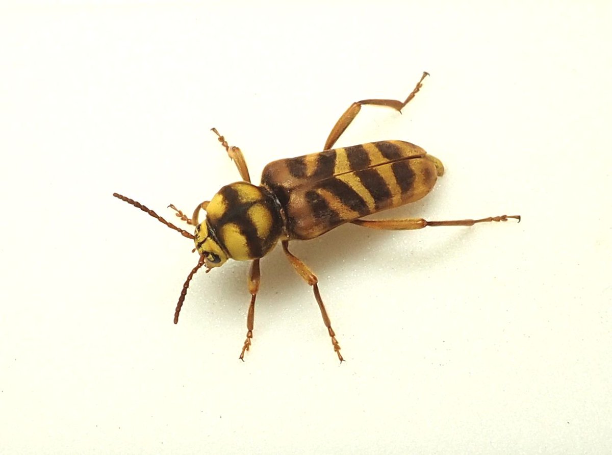想像を超えての オオトラカミキリ ♀ - htii.edu.kz