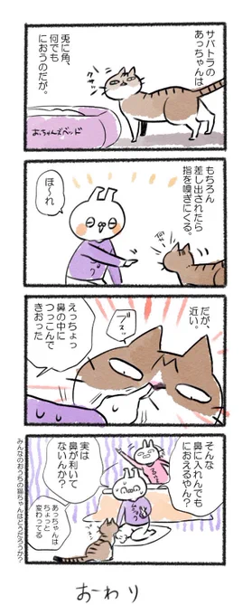 めーっちゃぐいぐいくる。
#るーさん #るー3 #日常 #日記 #4コマ漫画 #猫  