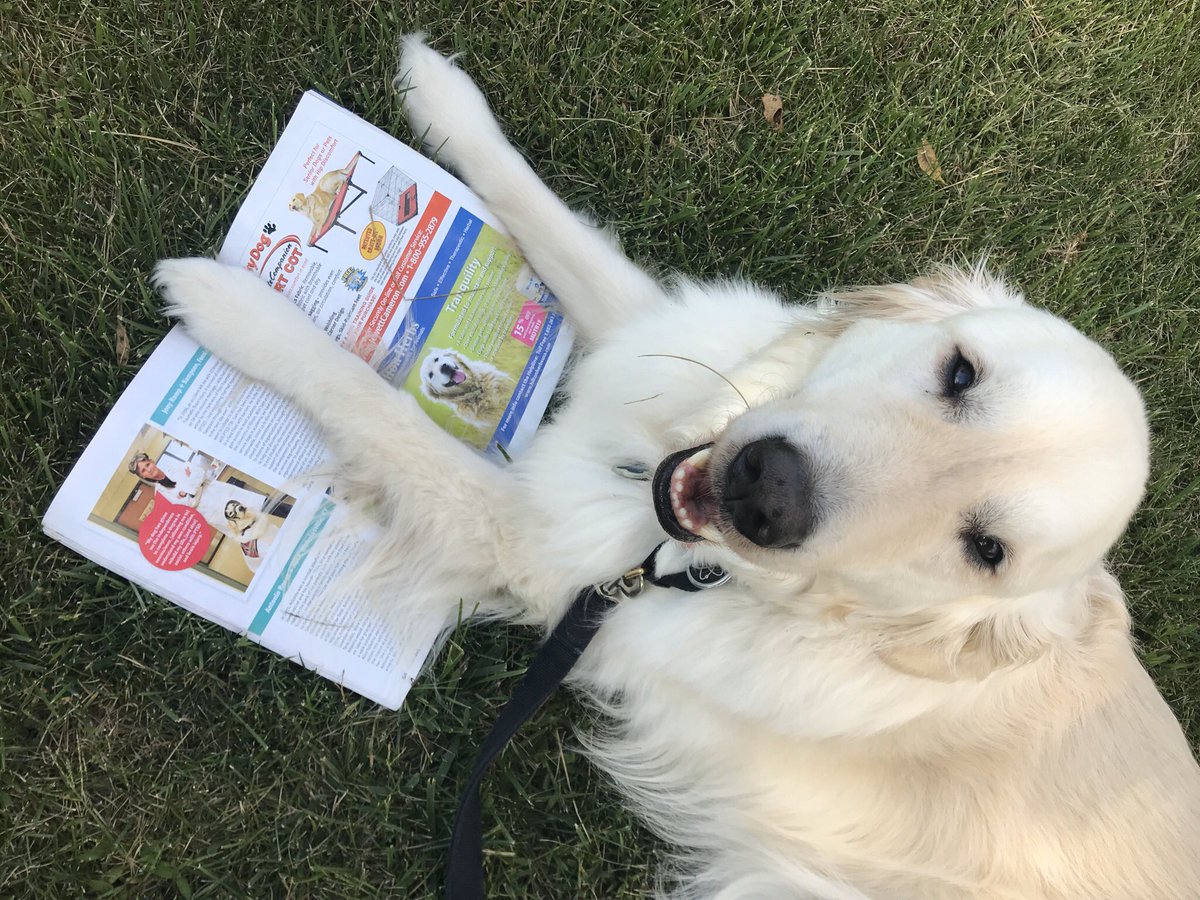 sampson_dog's tweet photo. Mom loves talking about #ServiceDogsInScience We were featured in Modern Dog Magazine! It is important because SD handlers have been denied access to #STEM. Mom wants to help develop new laboratory SD policies for #inclusion not #exclusion! @ModernDogMag @rexspecsk9 https://t.co/aiXnwaZfVs