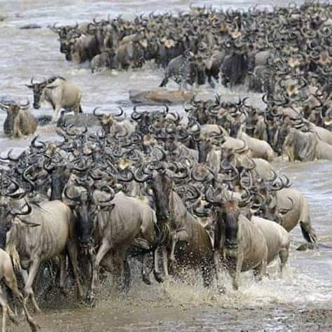 DarCityTours's tweet photo. Special Offer: 7 Day Tanzania Tour

#KiroyeraTours are offering a special 7 day premier tour of Tanzania during 2019.
 https://t.co/qbJ1xGkkCk

 #wildlifephotography #wildlife
#wildbeest #migration #tanzaniadestination #TravelTuesday #travelbloggers #DarCityTours #Tour #Tourism https://t.co/6V3ve3h6pX