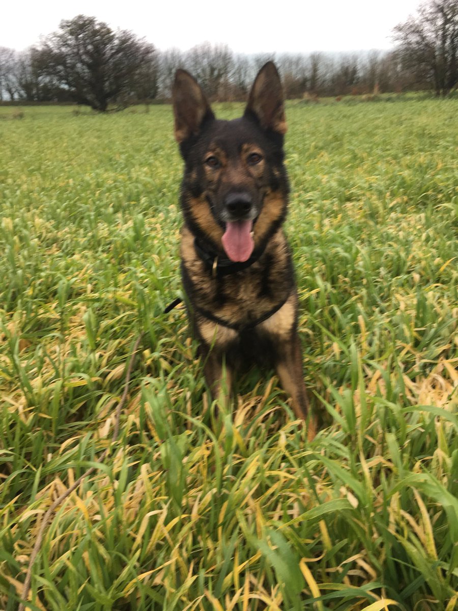 Dads been away on his hols. First day back with a bit of early tracking training for Pd Turbo. Only one more training day before Turbo retires 🐾