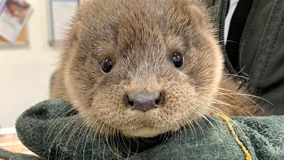 BBCNorthEast's tweet image. It otter not to have been there: A baby otter has been rescued after being found wandering in a busy Aberdeenshire street. The @ScottishSPCA said the "tiny" otter was spotted in Inverurie. It's now being cared for by the animal charity 🦦