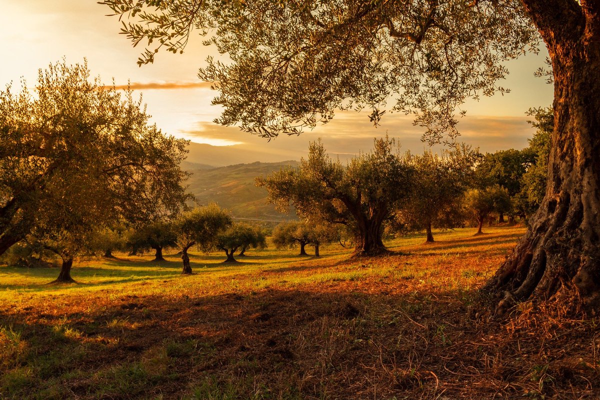 Hoy celebramos el 🌳🌍#DíaMundialdelOlivo, símbolo de paz, sabiduría y armonía. Destacando el papel del olivar en el desarrollo económico y social sostenible de los pueblos.

#calero #indaisa #agricultura #olivar #oil #aceite #aove #olivas #aceitunas #agricola