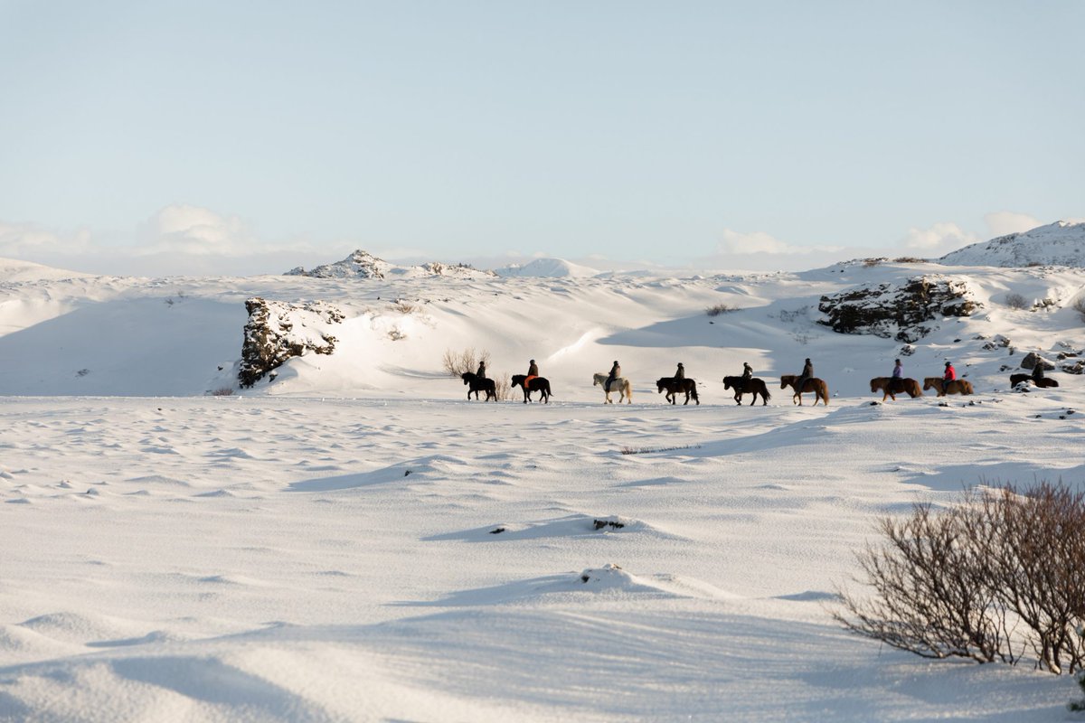 ishestarriding's tweet photo. We have added a new tour to our collection: Riding in the Winter Wonderland. ❄️ It is a unforettable one hour riding tour suitable for beginners.    
More about the tour here 👉https://t.co/WbydEZgZie 👈 
#ishestarriding #horsesofinstagram #Icelandichorse #horsesoficeland https://t.co/lmK7UHDAce