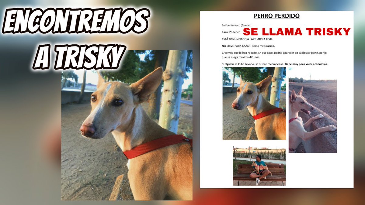 ItsJotaJota's tweet photo. ❗️DIFUSIÓN POR FAVOR❗️

Trisky, mi perrito, ha desaparecido. 
Creemos que lo han robado así que necesitamos toda la ayuda posible.

Ayudar es MUY SENCILLO

Aquí os cuento más: https://t.co/qYZdQ8qBUF https://t.co/pujD3lQchI
