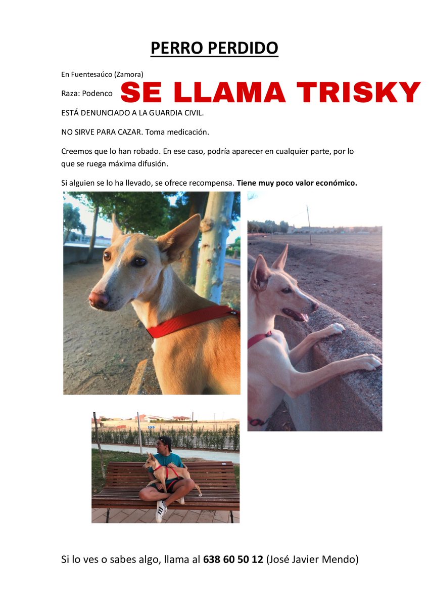 ItsJotaJota's tweet photo. ❗️DIFUSIÓN POR FAVOR❗️

Trisky, mi perrito, ha desaparecido. 
Creemos que lo han robado así que necesitamos toda la ayuda posible.

Ayudar es MUY SENCILLO

Aquí os cuento más: https://t.co/qYZdQ8qBUF https://t.co/pujD3lQchI