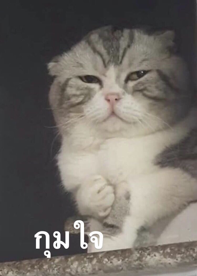 𝑲𝑫𝑵.𝙛 (⌒▽⌒) tweet media