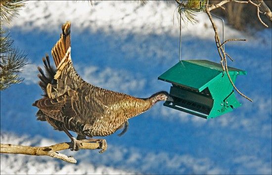 BackyardBirder1's tweet photo. Happy Thanksgiving from the Birds! - https://t.co/SziyaT8xxd https://t.co/4b3mMls9Kg