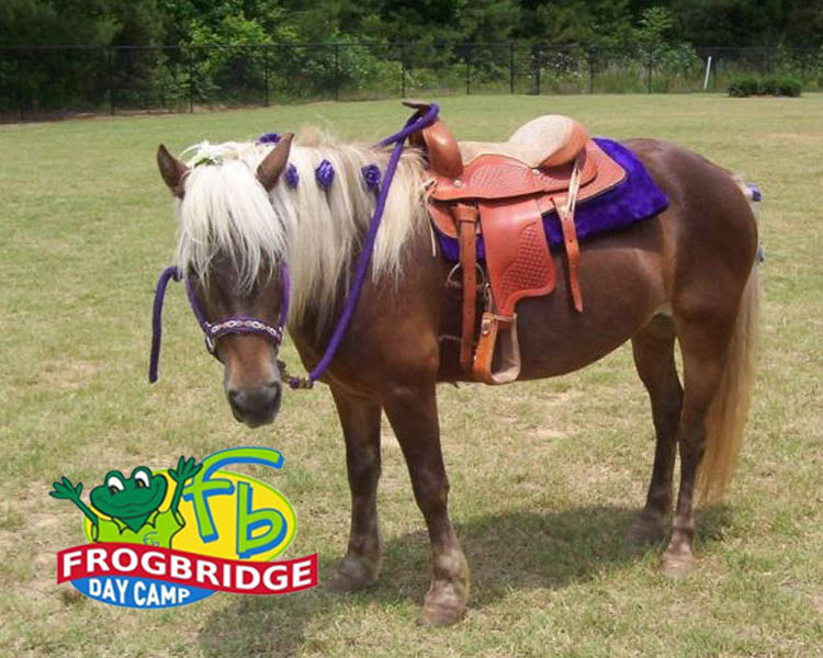 Mr. Toad’s #Riding #Academy and #Equestrian Center offers campers in Pre-K, #Kindergarten and 1st grade #PonyRides weekly throughout the #summer.  

Campers will be taken as a group to our on-site equestrian center where a trained #instructor will lead them on the #ponies.