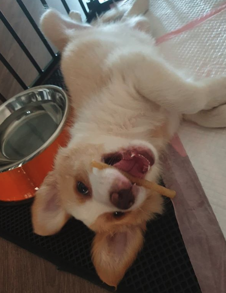 woof irl tweet media