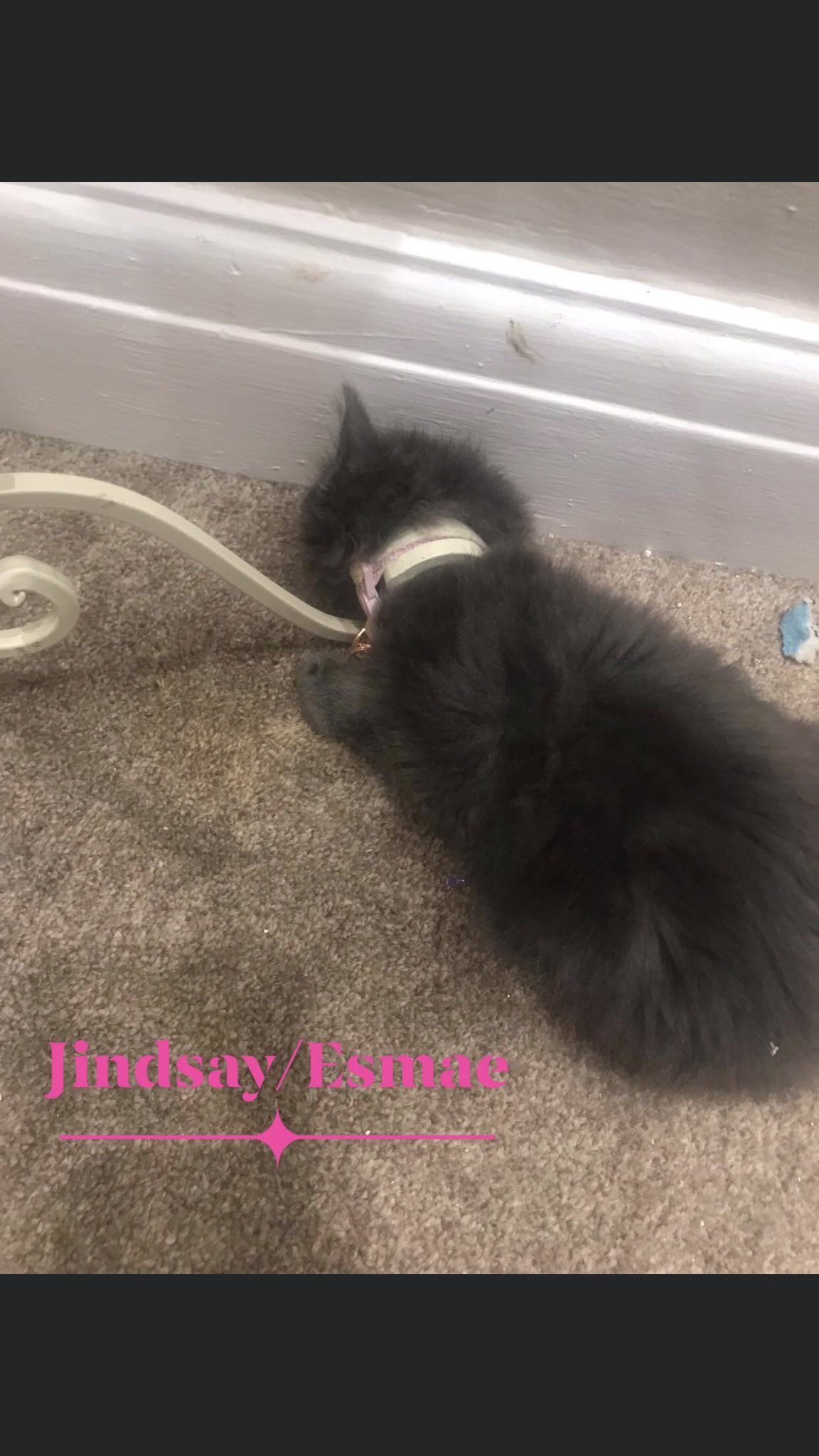 heronbank cat rescue