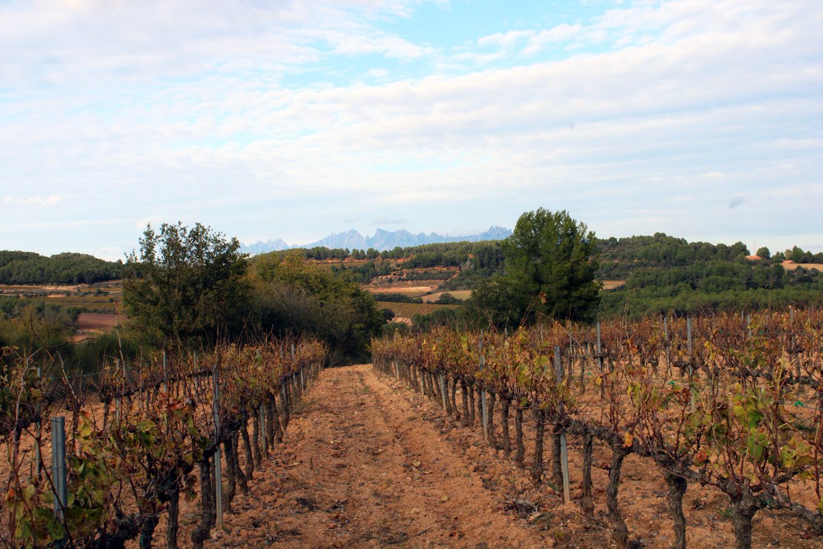 Cerca del mar y los paisajes rurales, el Penedès es vibrante y está lleno de lugares para aprender sobre su historia, cultura y patrimonio.⁣

barcelonamediterraneanwine.com 🍷🍇

#winelovers #barcelona #wine #penedès