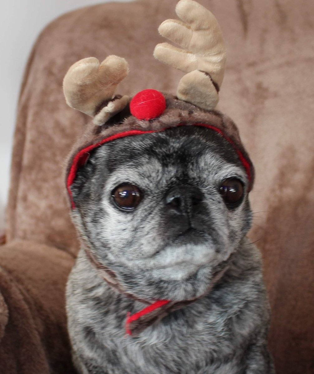 umwpugrescue's tweet photo. Wee Olive. Surrendered to us last week. She is 9.5 yrs old and would love it if you could follow her updates on our website. #Ottawa #pug #pugs #613 #yow #dogsofOttawa #Ottawadogs https://t.co/ceriZu7uiM