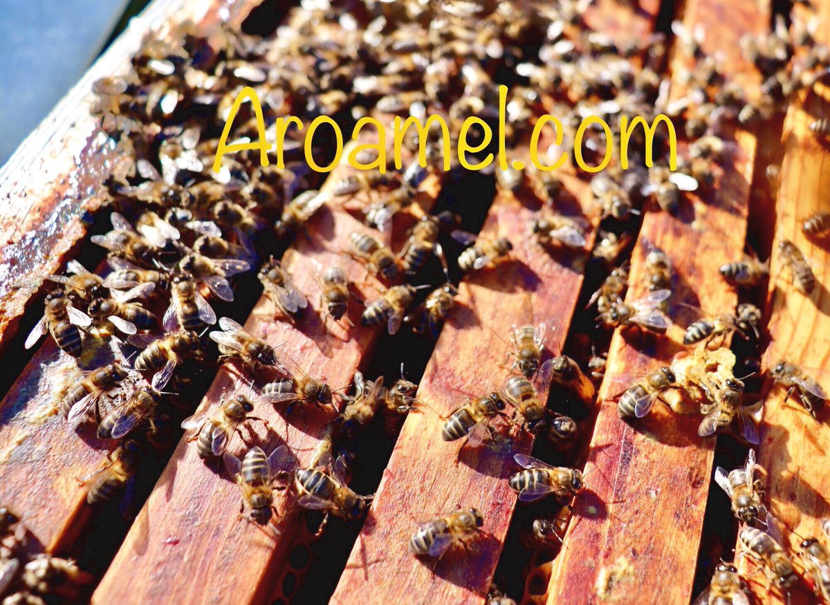 aroamel's tweet image. 🍃Los pesticidas, los cambios en el uso de las tierras y los monocultivos son una amenaza para las abejas.Las Naciones Unidas declararon el 20 de mayo como Día Mundial de las abejas🍃 #aroamel #magic #honey #bee #happybee #apicultura #naturelovers #SiguemeYTeSigo