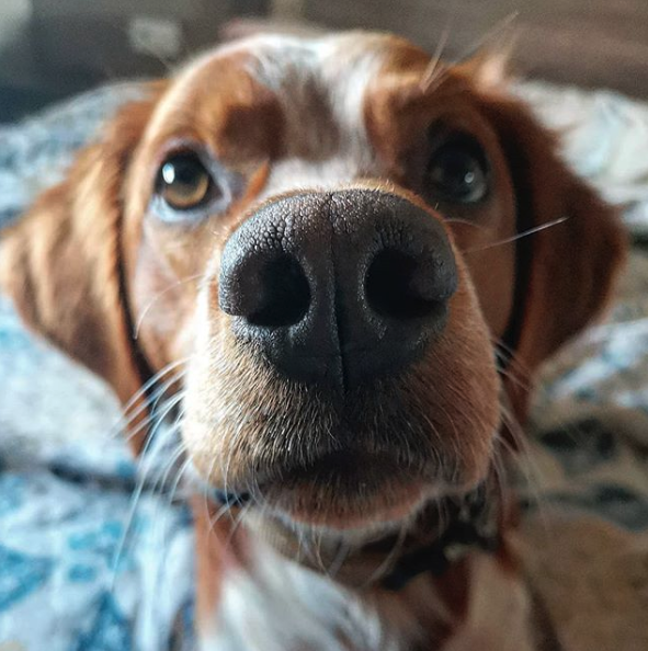 woof irl tweet media