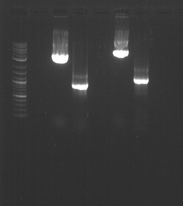 neuroblonde's tweet photo. I have successfully carried out in vitro transcription! This in itself is a small win for me... but there were a couple failed attempts on the way which makes the success taste a whole lot sweeter... #phdlife #genetics #AcademicChatter #failoftensucceedsooner https://t.co/CjmcRA9zyW