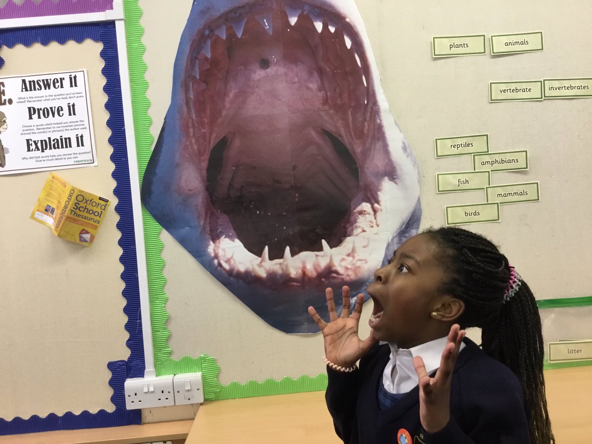 InspirationsStm's tweet photo. We have a new member of the class...meet Mark. He’s a shark. Don’t mess with him. #STMLivingThingsHabitats #STMScience #STMY4Science https://t.co/tBGZdFVLId
