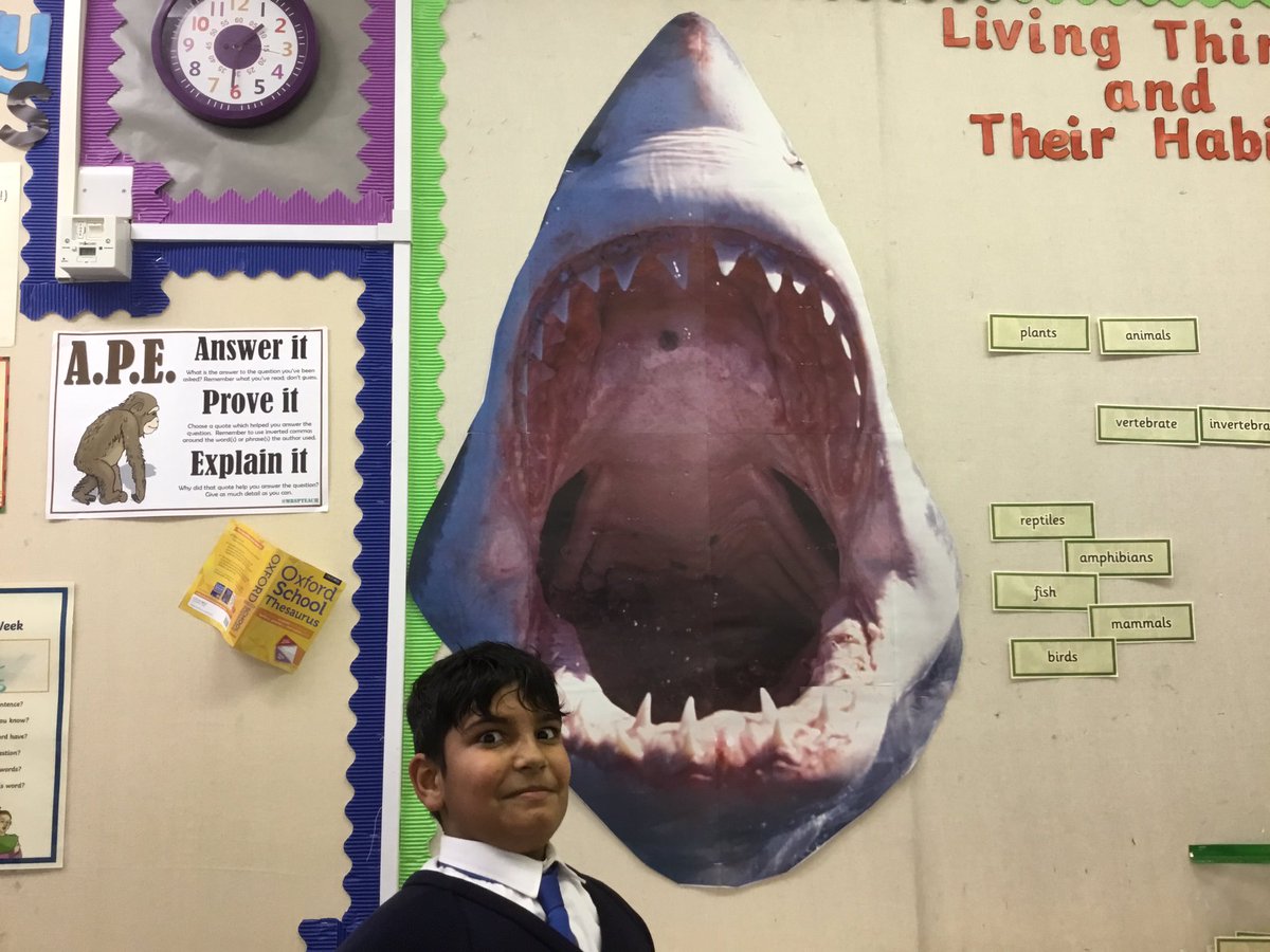 InspirationsStm's tweet photo. We have a new member of the class...meet Mark. He’s a shark. Don’t mess with him. #STMLivingThingsHabitats #STMScience #STMY4Science https://t.co/tBGZdFVLId