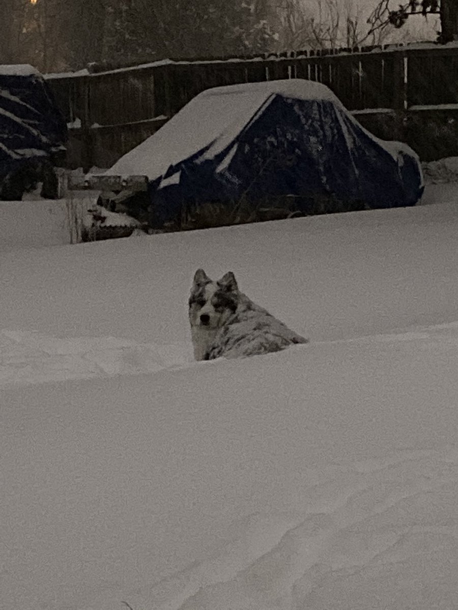 yodabeanz's tweet photo. Tacos is upset. I had to coax him back in the house with beef jerky. After he got the zoomies out, of course. #9wx #beon9 https://t.co/Wlbo6U5CUt