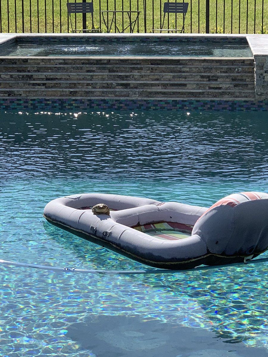#OnlyInFlorida A frog spends the day getting sun on a float in the pool. <a href="/chriscato/">Chris Cato FOX 13</a>