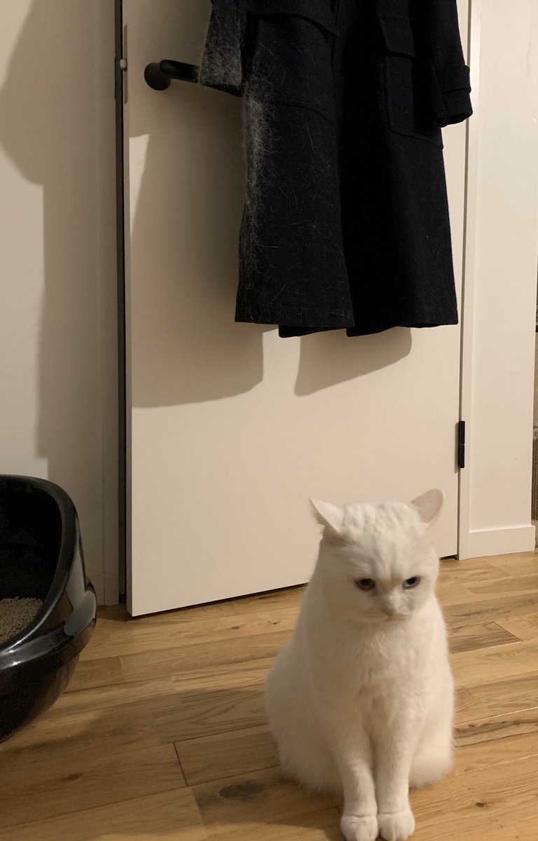 職人によってコートの一部が猫毛100％に！やっちゃった自覚がある猫 