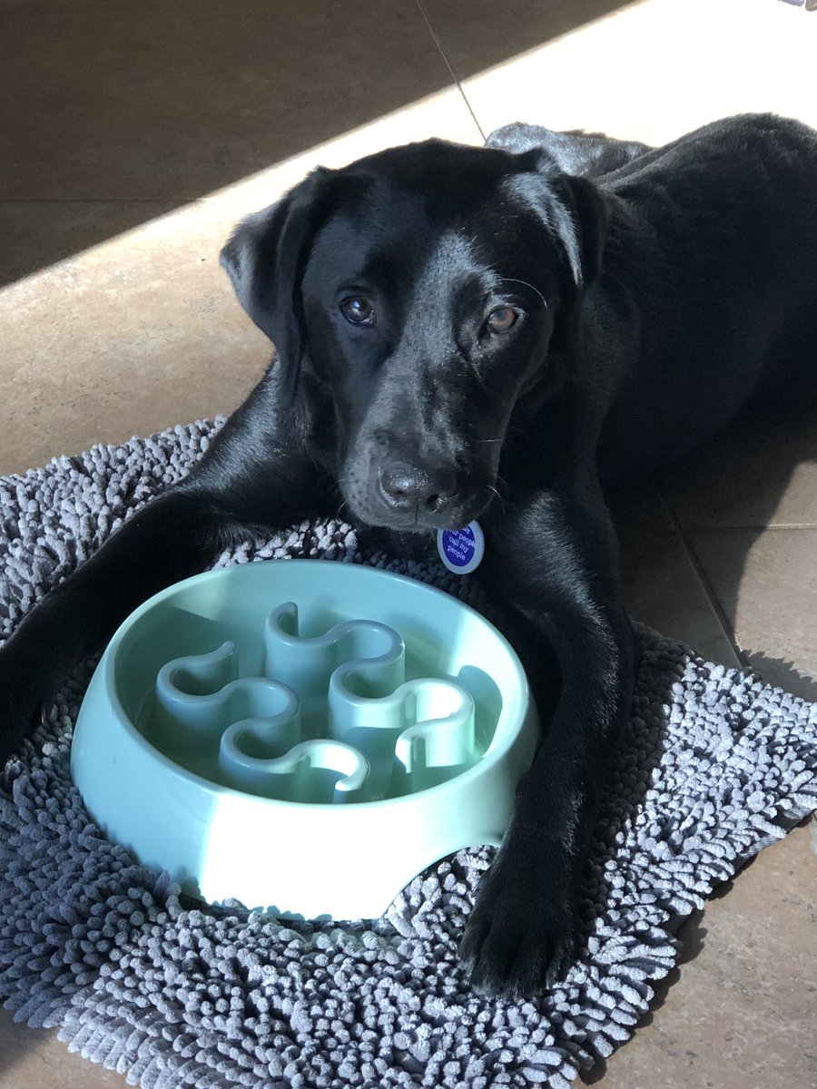FernsFrens's tweet photo. My “can I have one more scoop?” face. #fernsfrens #blacklabrador https://t.co/d1b9Q9g9Ke