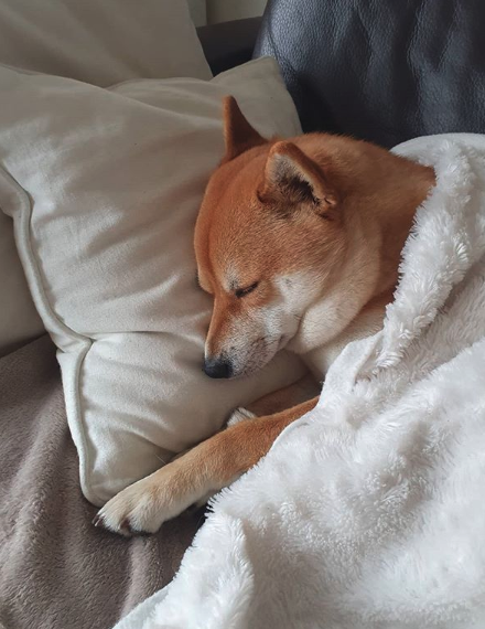 woof irl tweet media