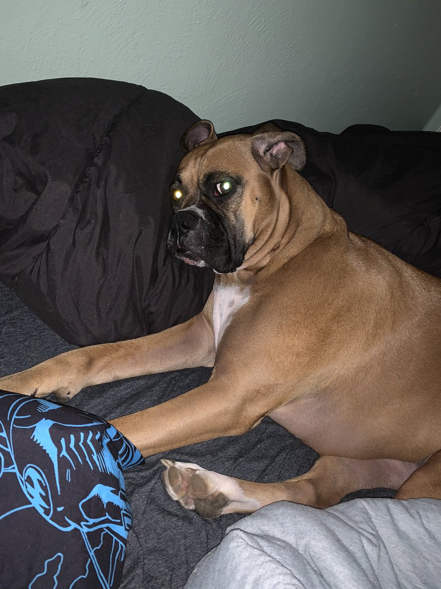 Loolabell1987's tweet photo. Five more minutes momma ๐พ๐ค good morning from me and paisley ๐ #boxerdog #puppycuddle #sleepydog #thatlook https://t.co/qjOg3ZrnI8
