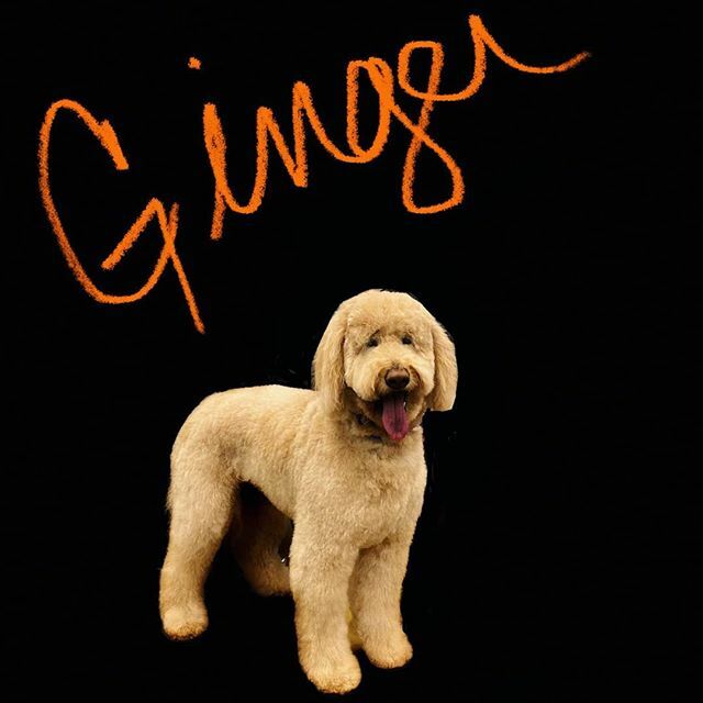 Ginger is feeling fabulous after her spaw day with Angie! Call or book online to reserve your appointment today!

#yyt #newfoundland #StJohns #goldendoodle #doggrooming ift.tt/2KVhvQm