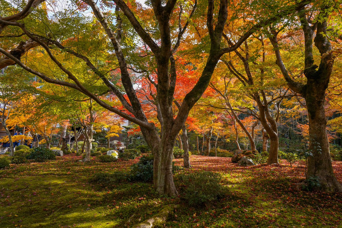 applrix's tweet photo. 紅葉というと散りゆく運命と思えてしまいますが、
葉は散っても木は力強く生き続けます。

#圓光寺
#enkojitemple #enkoji 
#kyotofoliage 
#京都紅葉 
#京都紅葉ピーク 
#京都の紅葉
 #京都カメラ部 #京風景 #京都の風景 #京都の日常 #京都日常 #京都の秋  #a7iii #α7iii #sonya7iii #sel24f14gm https://t.co/suxXp8QTsW