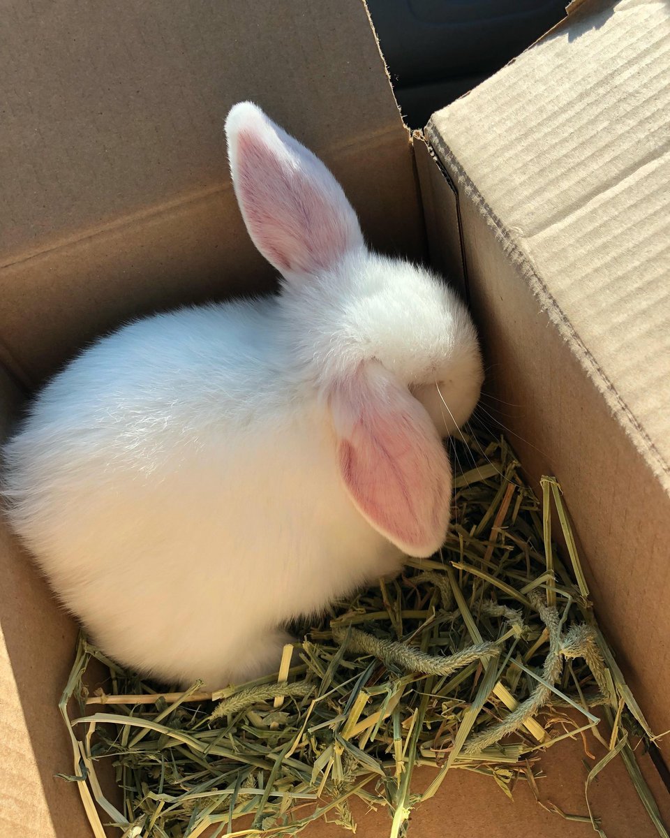 hurtywurty's tweet photo. Since everyone tryna flex

Lil Miffy                                           big miffy! https://t.co/cYUW1XQMMP