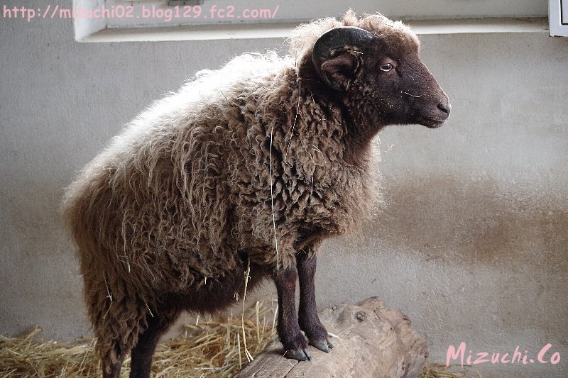 蛟 みずち かっこいいウェサン羊 11 24撮影 Zoozuerich チューリッヒ動物園 ウェサン羊 羊 T Co Klpnlilbjp Twitter
