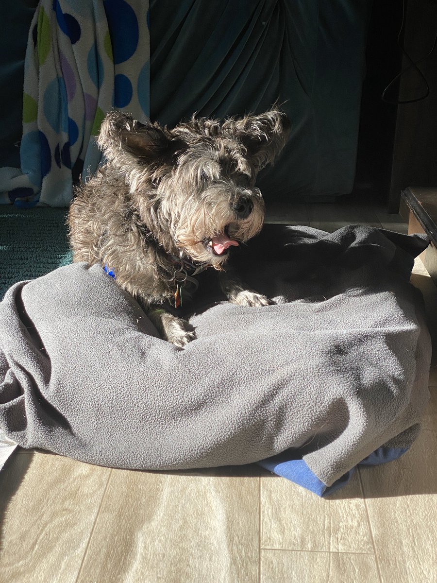 DownsizingCents's tweet photo. Scrappy 🐶 make you 🥱 Delaying the packing and hitching up today. #rvlife #fifthwheellife #travelingwithdogs #gopetfriendly #rvdogs #mutts https://t.co/rnRMH3VMBj
