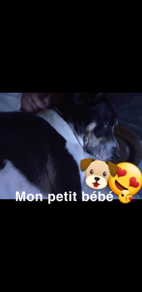 LaBestiole6's tweet photo. Mon bébé loups 😘😍 #Dogs #Truffe #Amour https://t.co/WuL289HGwC